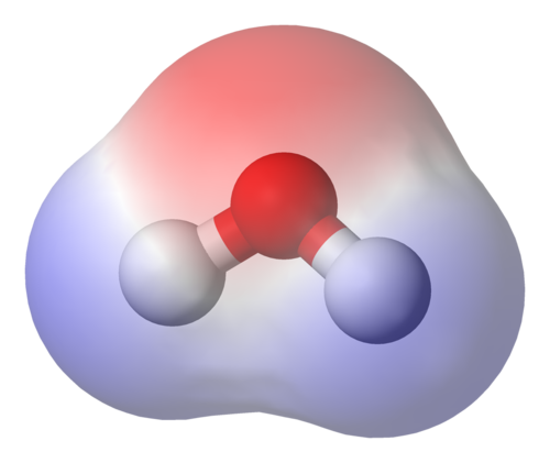 A water molecule, showing its polar charges: a negative charge from the oxygen atom in the middle (shown in red), and two hydrogen atoms with positive charges at the ends (shown in blue).